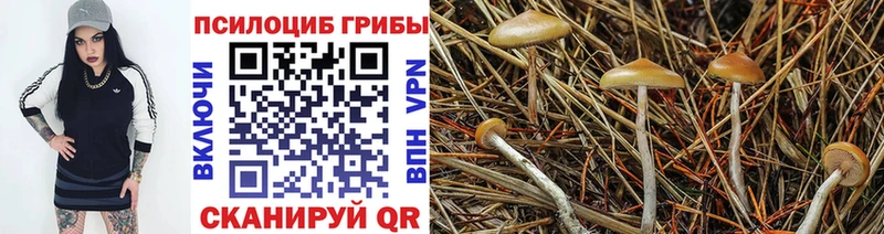 OMG вход  Кудымкар  Галлюциногенные грибы Psilocybine cubensis 